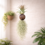Air Plant with Green Leaves
