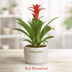 Red Bromeliad (Imported) Indoor Plant