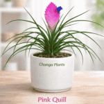 Pink quill (Imported)