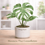 Monstera Thai Constellation / Variegated Monstera (Imported)