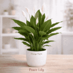 Peace Lily (Imported) Best Indoor plant