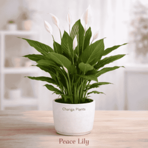 Peace Lily (Imported) Best Indoor plant