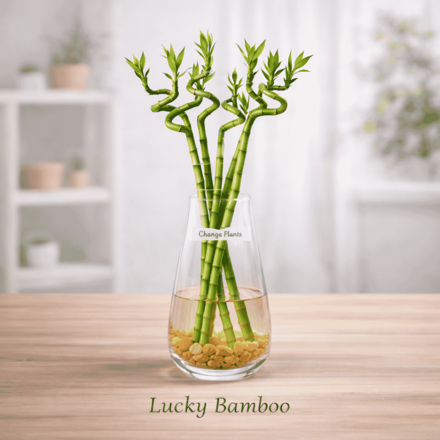 Lucky Bamboo Sticks