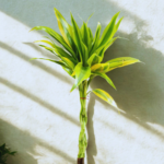 Lucky Bamboo (Dracaena Sanderiana)