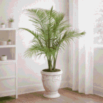 Ravenea (Majesty) palm