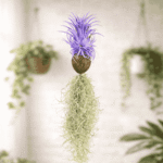 Air Plant with Purple Leaves
