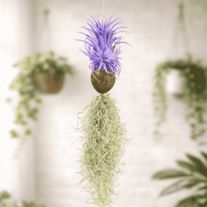 Air Plant with Purple Leaves