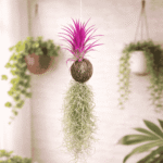 Air Plant with Pink Leaves