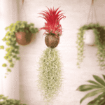 Air Plant with Red Leaves