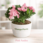 Pink Azalea (imported) Best Indoor Plant