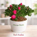 Red Azalea (Imported) Best Indoor Plant