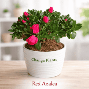Red Azalea (Imported) Best Indoor Plant