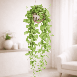 Dischidia (String of Nickels or Button Orchid)